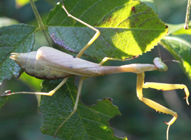 Carolina Mantis